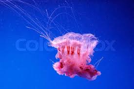 Image result for Cyanea capillata