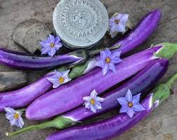 Afbeeldingsresultaat voor fengyuan purple eggplant