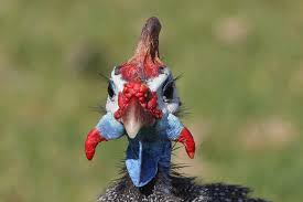 Attēlu rezultāti vaicājumam “Numida meleagris”