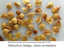 Attēlu rezultāti vaicājumam “Carex digitata fruit”