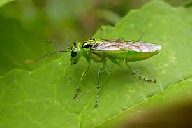 Attēlu rezultāti vaicājumam “Rhogogaster viridis”