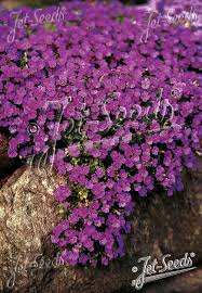 Image result for Aubrieta hybrida (cultorum)