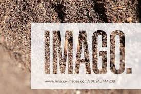 Attēlu rezultāti vaicājumam “Myrmeleontidae imago”