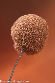 Attēlu rezultāti vaicājumam “Comatricha laxa spores”