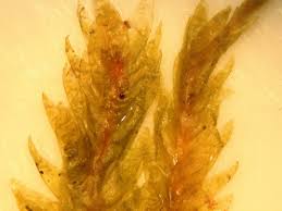 Attēlu rezultāti vaicājumam “Plagiothecium undulatum”