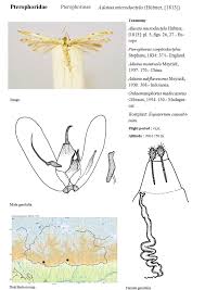 Attēlu rezultāti vaicājumam “Adaina microdactyla”