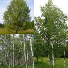 Attēlu rezultāti vaicājumam “Betula pubescens”