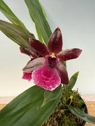 Attēlu rezultāti vaicājumam “Diachea muscorum”