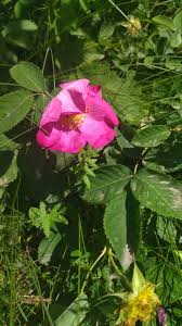 Attēlu rezultāti vaicājumam “Rosa glabrifolia”