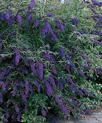 Image result for Buddleja davidii