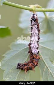 Attēlu rezultāti vaicājumam “Polygonia c-album larva”