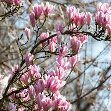 Attēlu rezultāti vaicājumam “Magnolia”