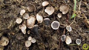 Attēlu rezultāti vaicājumam “Poronia punctata”