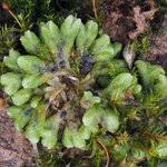 Attēlu rezultāti vaicājumam “Riccia bifurca”