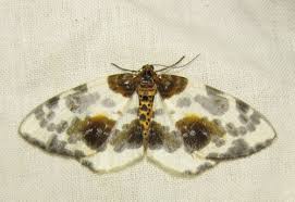 Attēlu rezultāti vaicājumam “Abraxas sylvata imago”