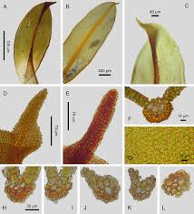 Attēlu rezultāti vaicājumam “Syntrichia latifolia”