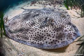 Image result for Raja brachyura