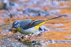 Attēlu rezultāti vaicājumam “Motacilla cinerea”