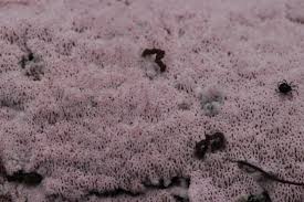 Attēlu rezultāti vaicājumam “Ceriporia excelsa”