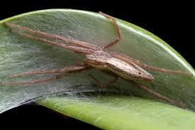 Attēlu rezultāti vaicājumam “Tibellus oblongus”