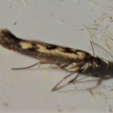 Attēlu rezultāti vaicājumam “Scythris limbella”