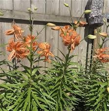 Attēlu rezultāti vaicājumam “Lilium lancifolium”