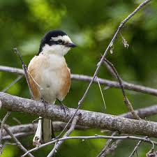 Image result for Lanius nubicus