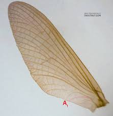 Attēlu rezultāti vaicājumam “Leptophlebia nebulosa”