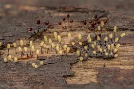 Attēlu rezultāti vaicājumam “Stemonitidaceae”