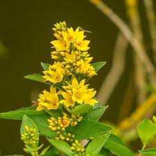 Attēlu rezultāti vaicājumam “Lysimachia vulgaris flower”