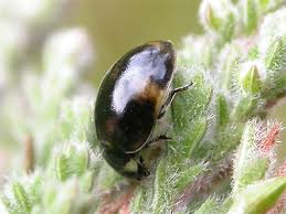 Attēlu rezultāti vaicājumam “Coccinella hieroglyphica”