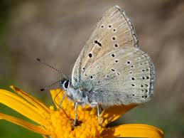 Attēlu rezultāti vaicājumam “Lycaena hippothoe underside”