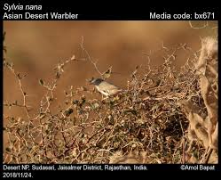 Image result for Sylvia nana