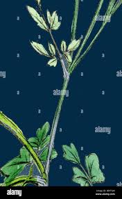 Attēlu rezultāti vaicājumam “Thalictrum minus leaf”