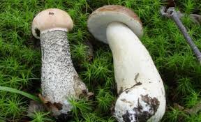 Attēlu rezultāti vaicājumam “Leccinum”