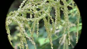 Attēlu rezultāti vaicājumam “Honckenya peploides bud”