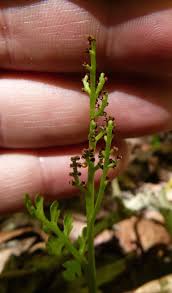 Attēlu rezultāti vaicājumam “Botrychium matricariifolium”
