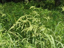 Attēlu rezultāti vaicājumam “Echinochloa crus-galli fruit”