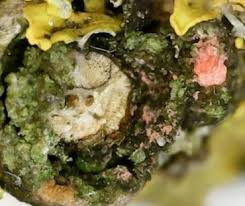 Attēlu rezultāti vaicājumam “Illosporiopsis christiansenii”