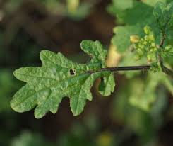 Attēlu rezultāti vaicājumam “Sinapis alba leaf”
