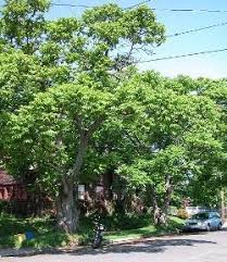 Attēlu rezultāti vaicājumam “Juglans cinerea”