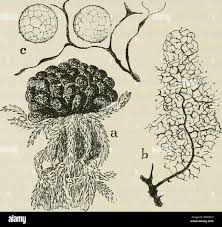 Attēlu rezultāti vaicājumam “Badhamia lilacina”