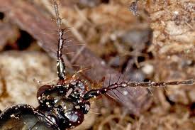 Attēlu rezultāti vaicājumam “Loricera pilicornis”