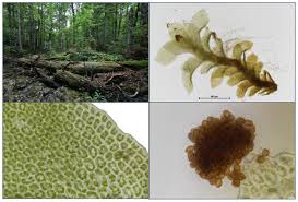 Attēlu rezultāti vaicājumam “Scapania apiculata”