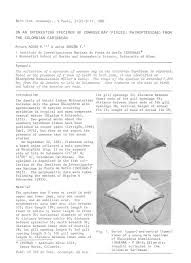 Image result for Rhinoptera brasiliensis