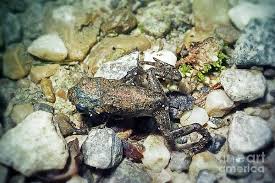 Attēlu rezultāti vaicājumam “Bufo bufo juvenile”
