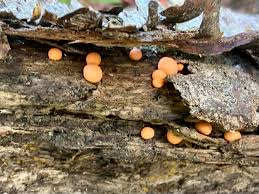 Attēlu rezultāti vaicājumam “Lycogala roseosporum sessile”