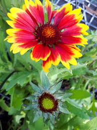 Image result for Gaillardia `Kobold`