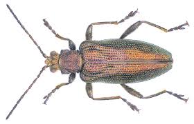 Attēlu rezultāti vaicājumam “Donacia”