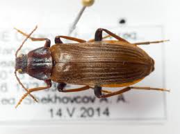 Attēlu rezultāti vaicājumam “Melandrya dubia”